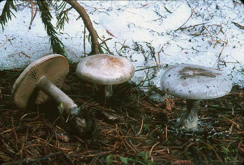 Clitocybe glacialis